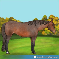Horse Color:Bay Appaloosa 