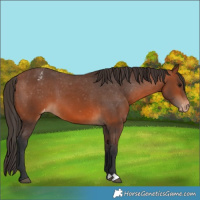 Horse Color:Bay Appaloosa 