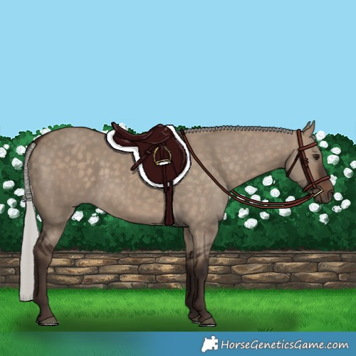 Horse Color:Silver Brown Dun 