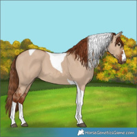 Horse Color:Red Dun Tobiano 