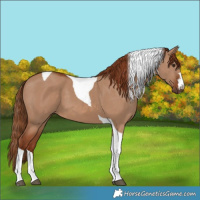 Horse Color:Red Dun Tobiano