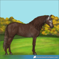 Horse Color:Gray Chestnut 