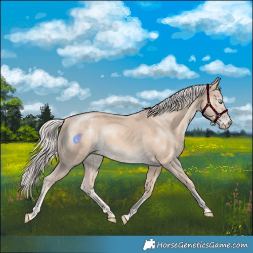 Horse Color:Cremello Rabicano
