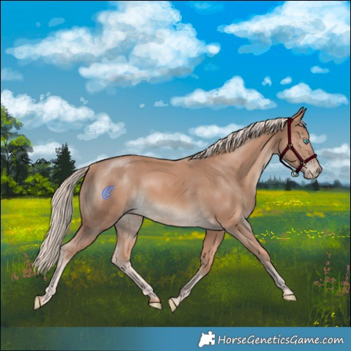 Horse Color:Cremello Rabicano 