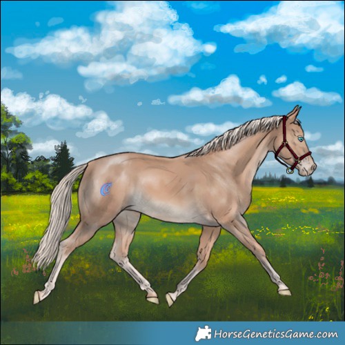 Horse Color:Cremello Rabicano 