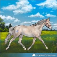 Horse Color:Cremello Rabicano 