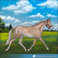 Horse Color:Cremello Rabicano 