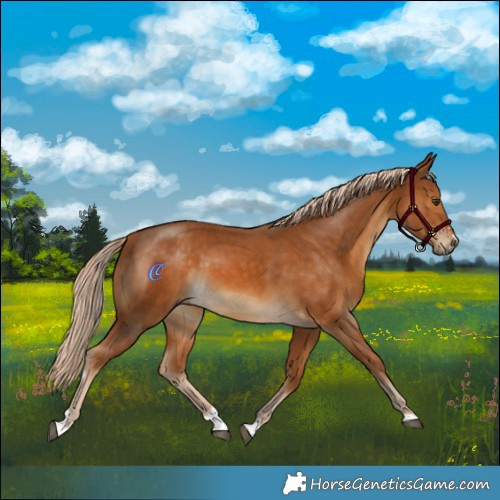 Horse Color:Palomino 
