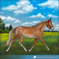Horse Color:Palomino
