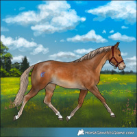 Horse Color:Palomino 