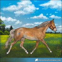 Horse Color:Palomino