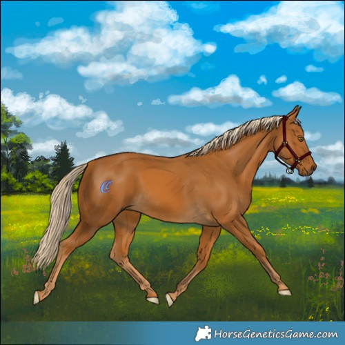 Horse Color:Palomino Mushroom Rabicano 