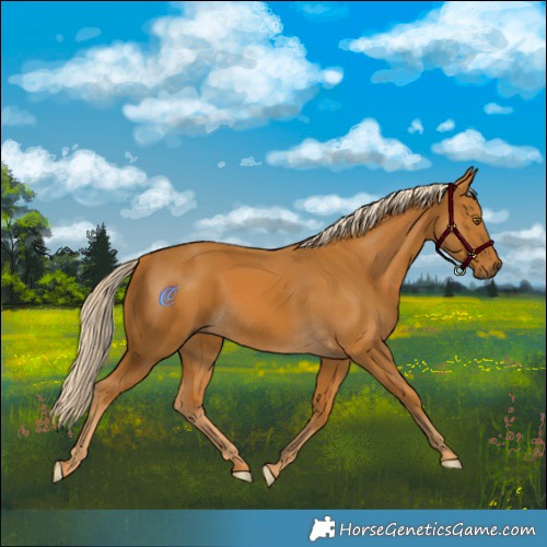 Horse Color:Palomino Mushroom Rabicano 