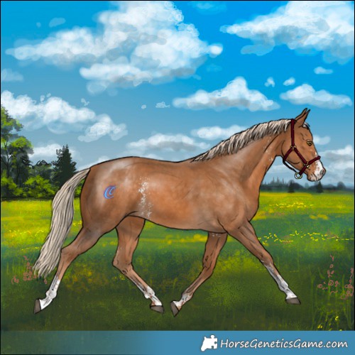 Horse Color:Palomino Mushroom Sabino 