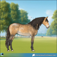 Horse Color:Buckskin Mushroom Rabicano 