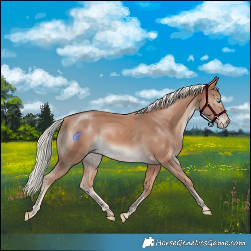 Horse Color:Cremello 