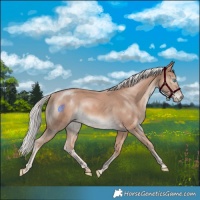 Horse Color:Cremello