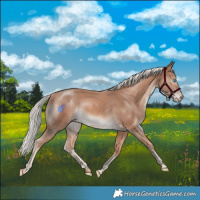 Horse Color:Cremello 