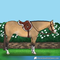 Horse Color:Buckskin Dun 