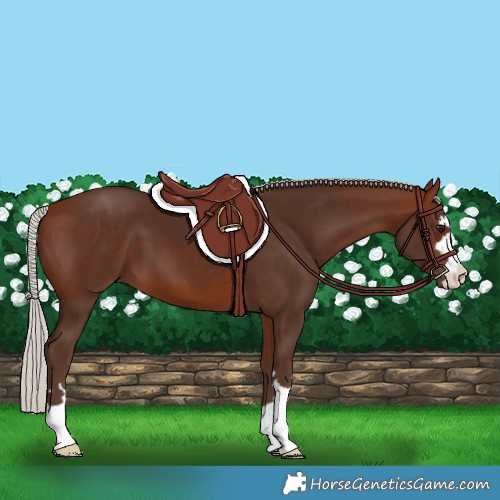 Horse Color:Silver Bay 