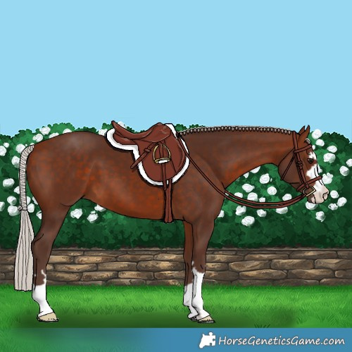 Horse Color:Silver Bay