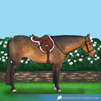 Horse Color:Buckskin 