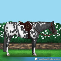 Horse Color:Black Near Leopard 