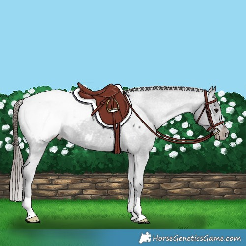 Horse Color:Smoky Black Appaloosa 