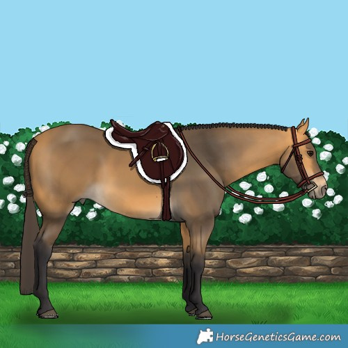 Horse Color:Buckskin 