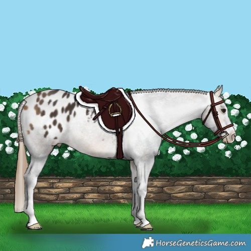 Horse Color:Buckskin Appaloosa 