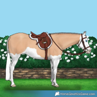 Horse Color:Silver Amber Champagne Splash 