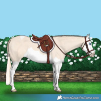 Horse Color:Perlino Splash Varnish 
