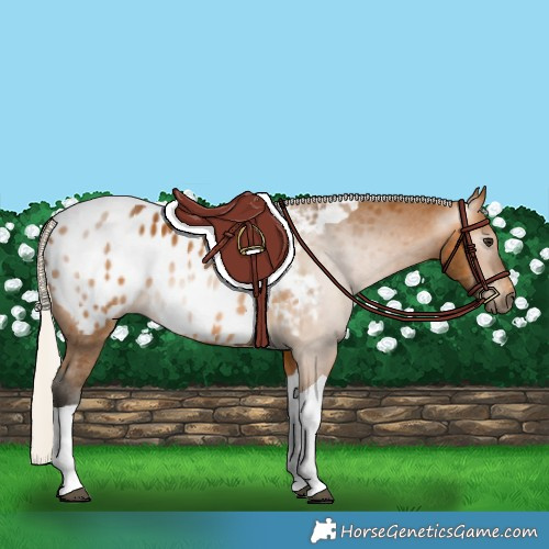 Horse Color:Gray Silver Buckskin Tobiano Appaloosa Rabicano