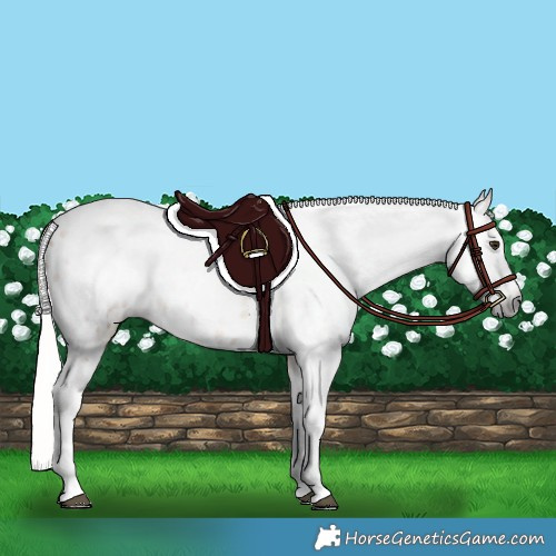 Horse Color:Gray Silver Buckskin Tobiano Blanket Rabicano 