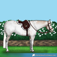 Horse Color:Gray Silver Buckskin Tobiano Appaloosa Rabicano