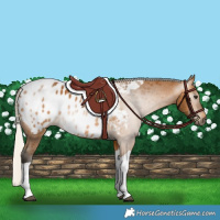 Horse Color:Gray Silver Buckskin Tobiano Appaloosa Rabicano 