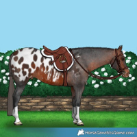 Horse Color:Bay Near Leopard 