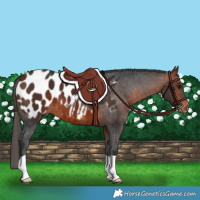 Horse Color:Bay Appaloosa 