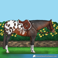 Horse Color:Bay Appaloosa