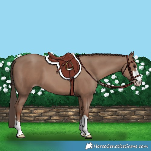 Horse Color:Classic Champagne