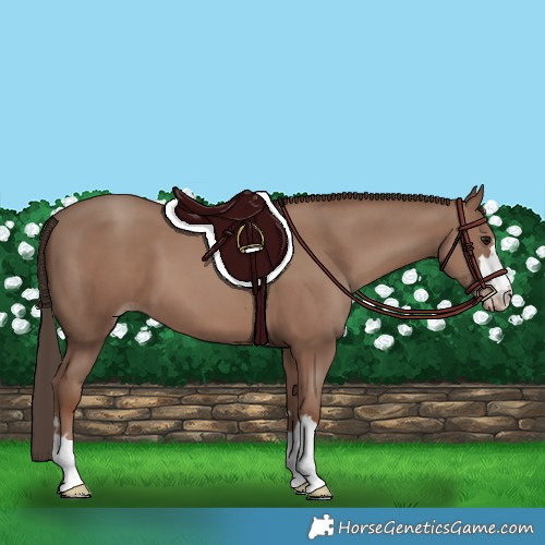 Horse Color:Classic Champagne 