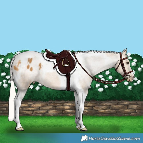 Horse Color:Silver Buckskin Tobiano Appaloosa 