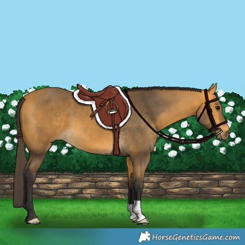 Horse Color:Buckskin