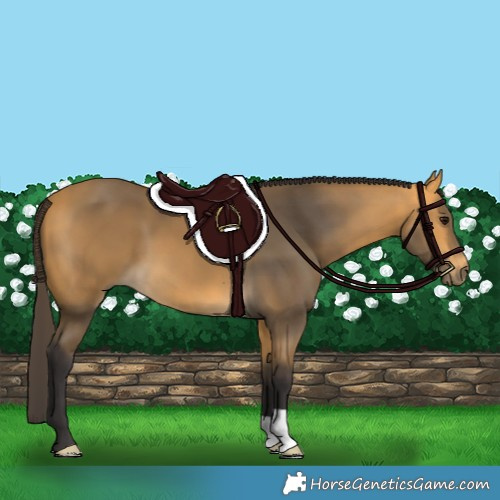 Horse Color:Buckskin 