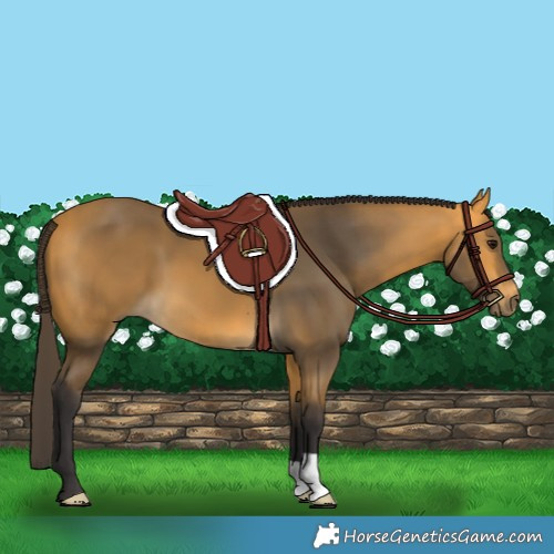 Horse Color:Buckskin 