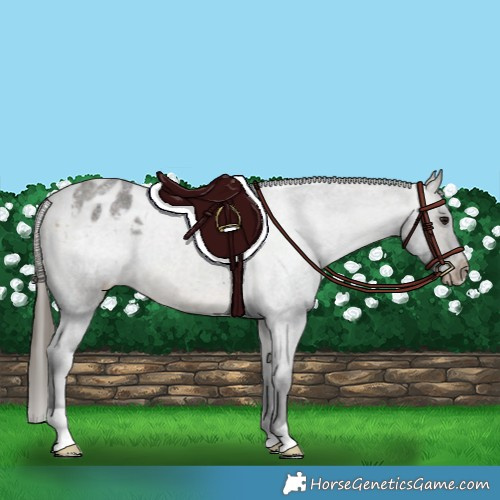 Horse Color:Buckskin Roan Varnish 