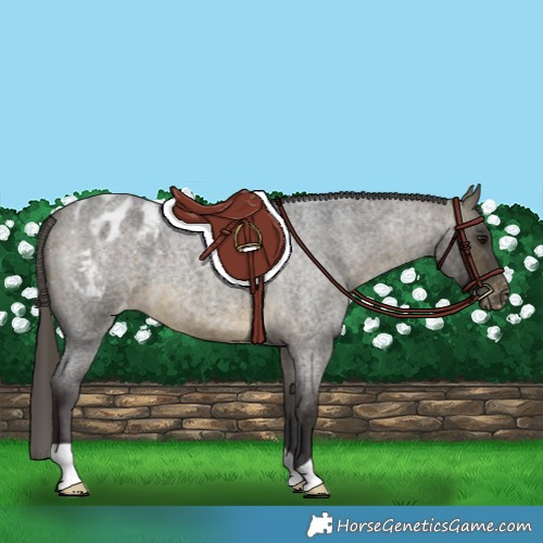 Horse Color:Buckskin Roan Appaloosa