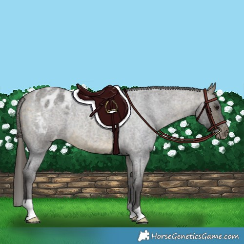 Horse Color:Buckskin Roan Appaloosa 