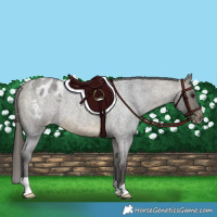 Horse Color:Buckskin Roan Appaloosa 