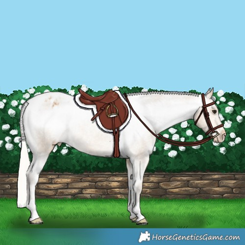 Horse Color:Silver Buckskin Appaloosa Rabicano 
